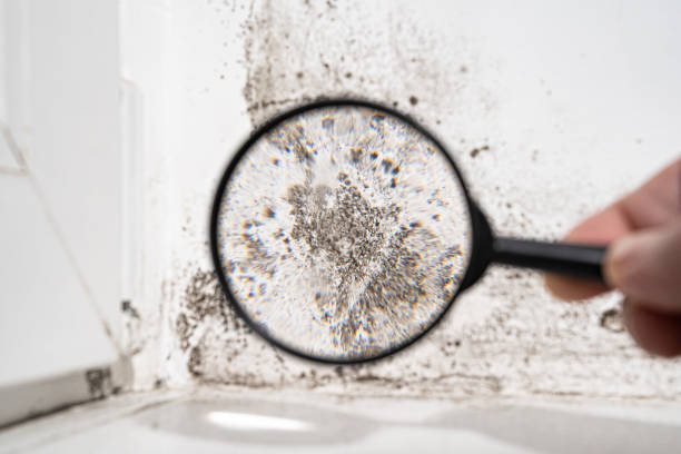 Why You Should Choose Our Mold Remediation Services in Ashley, OH